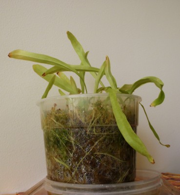 Utricularia longifolia 2013.05.08 3.JPG