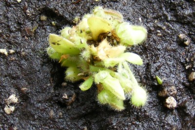 kriaukleniukas atkeliaves 2012-10.JPG