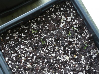 drosera_hookerii.JPG