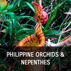 Filipinų orchidejos ir asoteniai.jpg