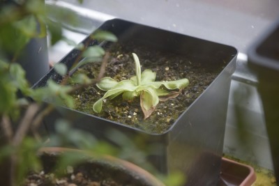 primuliflora.jpg