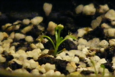 D. omissa.JPG