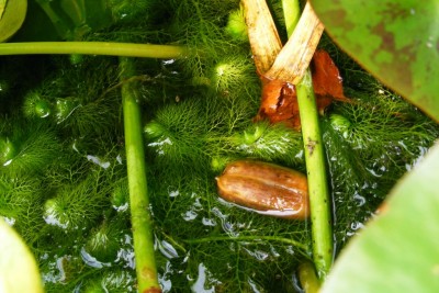 Utricularia vulgaris.JPG