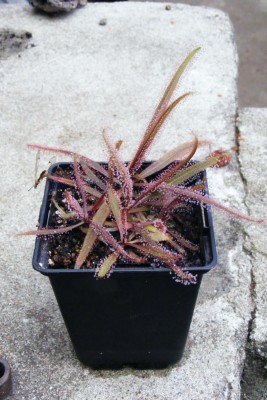 DSCF7376.JPG