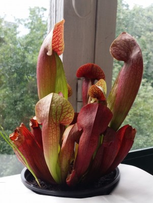 Sarracenia NoID-1 2014-05-27.jpg