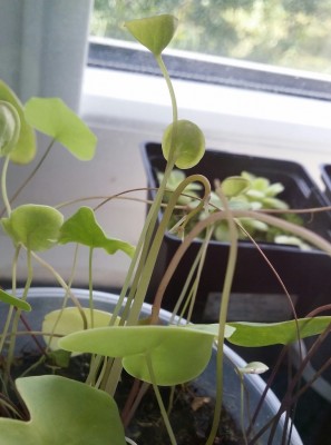 Utricularia nelumbifolia x reniformis 2014-06-21 2.jpg