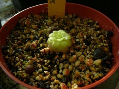 Pinguicula lauena.JPG