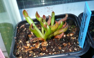 heliamphora_pulchella.JPG