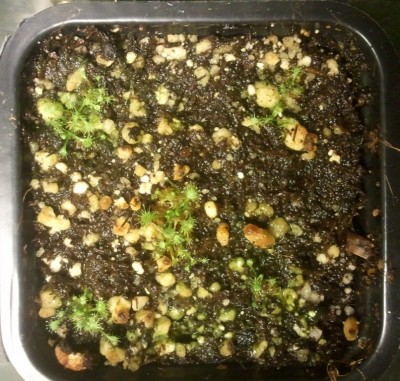 Drosera spatulata 2012-01-07.jpg