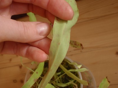 Utricularia longifolia 2013.10.05 2.JPG