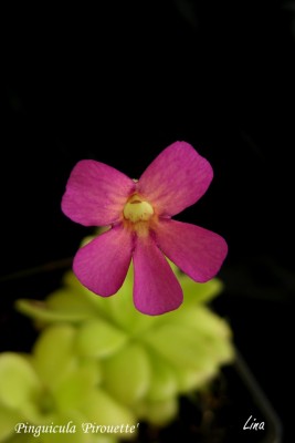 Pinguicula 'Pirouette'13.jpg