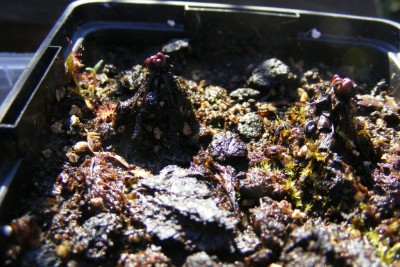 D. anglica.JPG