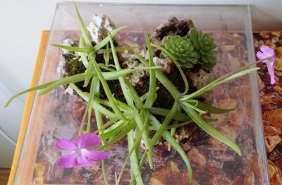 Luitas I 2013-11-02 2.jpg