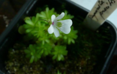 Pinguicula gracilis ziedas.JPG
