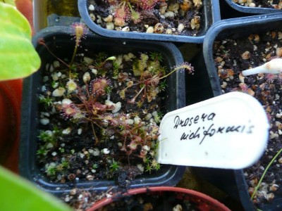 Drosera_nidiformis.JPG