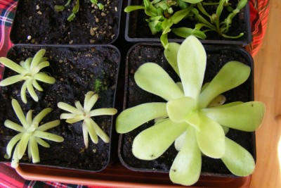 P. agnata.JPG