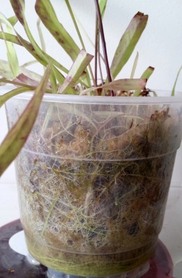 Utricularia longifolia 2014-01-26 7.jpg