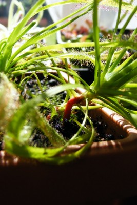 DSCF4640.JPG