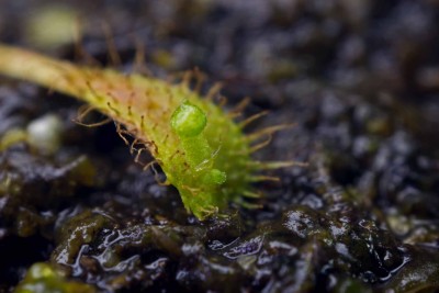 D. anglica 1.jpg
