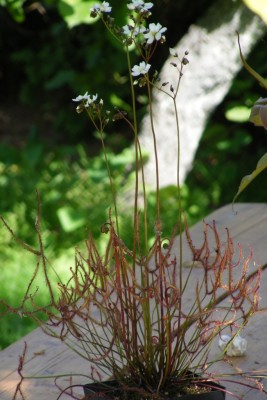 drosera binata'13.JPG