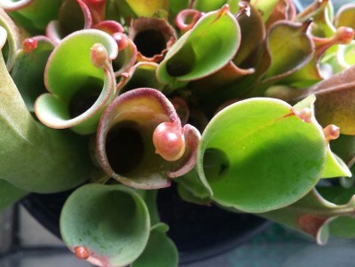Heliamphora heterodoxa x minor 2014-11-06 1.jpg