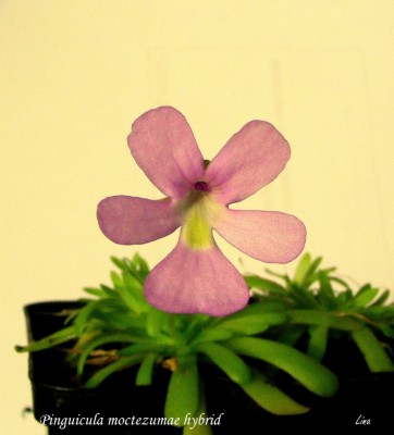 Pinguicula moctezumae hybrid'14.02.01.jpg