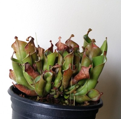 Heliamphora heterodoxa x minor 2014-07-28 1.jpg
