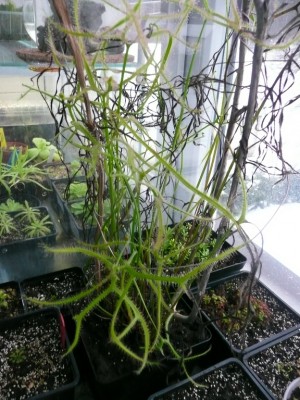 Drosera binata2.jpg