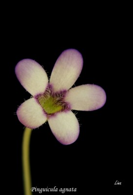 Pinguicula agnata'14.03.08.jpg
