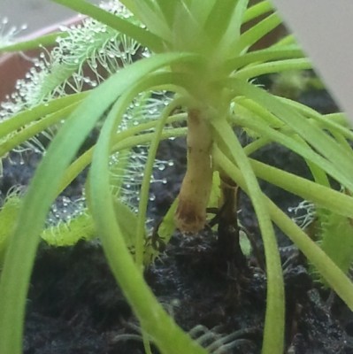 Drosera capensis saknys 3.jpg