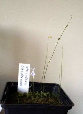Utricularia sandersonii ir U. subulata 2014-04-05 1.jpg