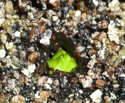 Pinguicula grandiflora miegantis pumpuras.JPG