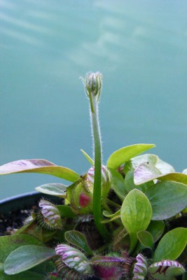DSCF1672.JPG