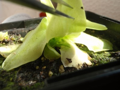 Pinguicula grandiflora 2013.08.30 3.JPG
