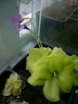 P1130652 pinguicula moranensis zydinti.jpg