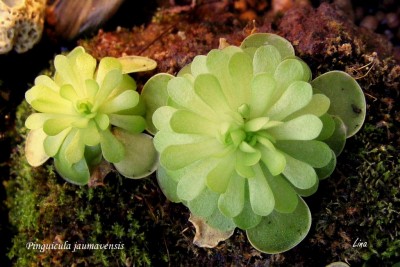 Pinguicula jaumavensis'13-12.jpg
