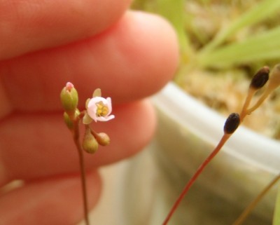 Drosera capillaris 2013.05.08 1.JPG