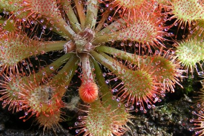 Drosera tokaiensis (1).JPG