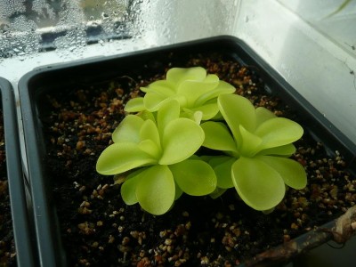 Pinguicula moranensis.JPG