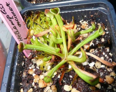 heliamphora_minor.JPG
