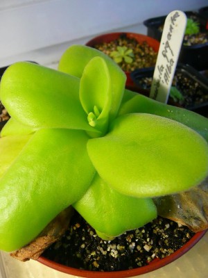 P-giganea-alba1.JPG