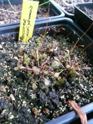 P1130632 drosera nidiformis.jpg