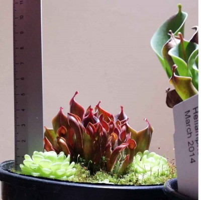Heliamphora minor 2014-12-10 5.jpg