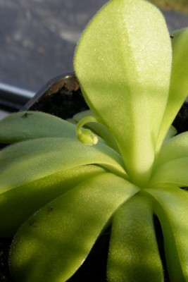 P. agnata.JPG