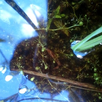 Utricularia minor 2013.06.11 1.jpg