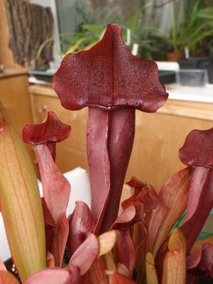 Sarracenia NoID-2 2013.10.07 2.JPG