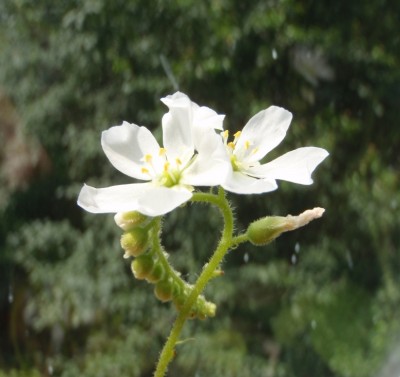 Drosera capensis 2013.07.30 2.JPG