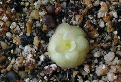 Pinguicula lauena.jpg
