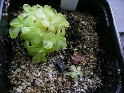 P1130641 pinguicula gracilis.jpg