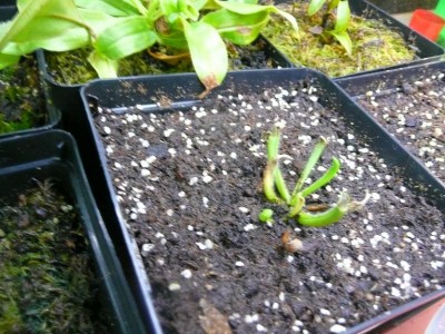 Heliamphora_minor.JPG